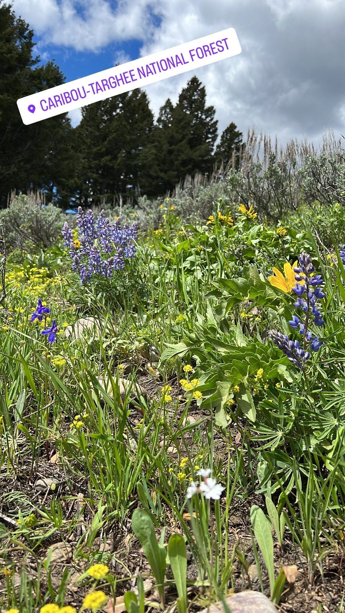 A field of lupine and arrowleaf balsamroot with a sticker in the upper left corner that says "Caribou-Targee National Forest"