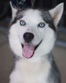 Roxie - ADOPTED