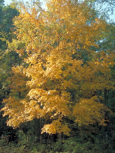 Sugar Maple - Pack of 5 Seedlings (12"-18")