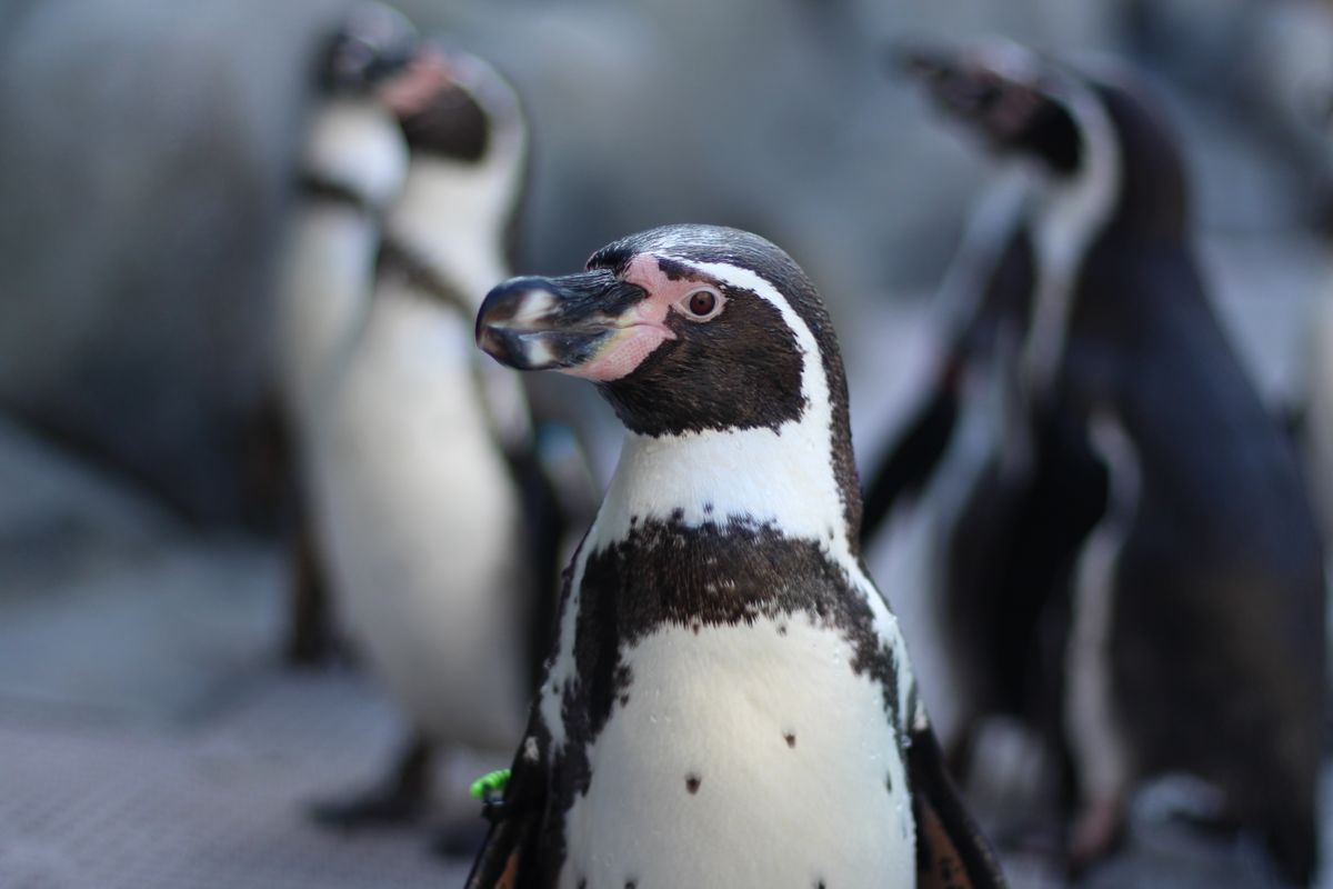 Humboldt Penguin