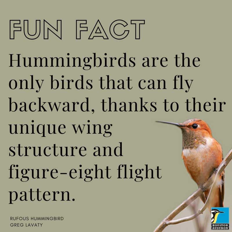 Rufous Hummingbird fun fact