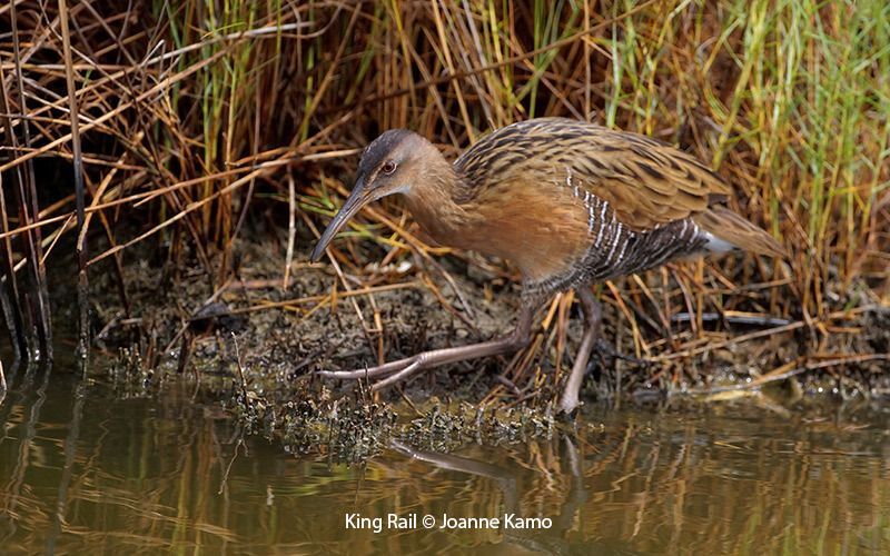 King Rail