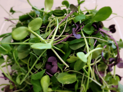Happy Holidays and a Merry Microgreen!