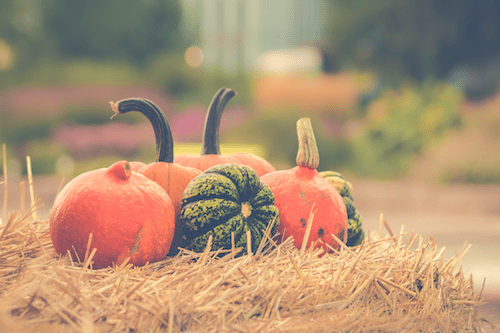 6 Festive Fall Marketing Ideas