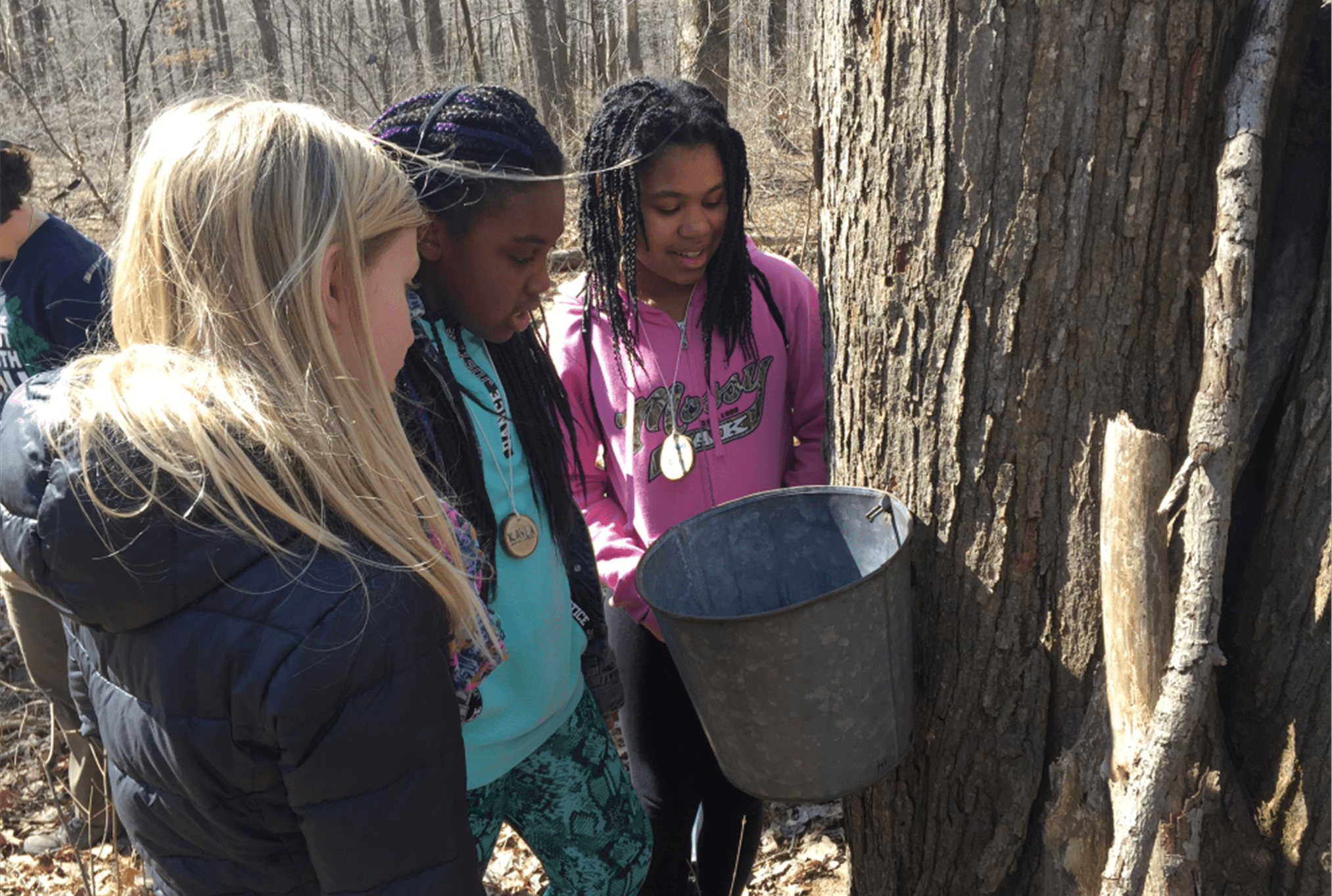 Maple Sugaring Season