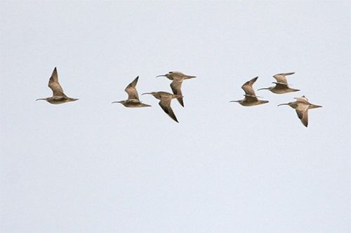 Whimbrels