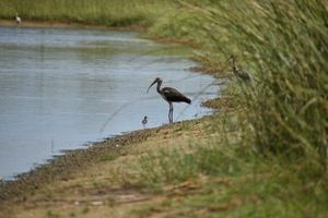 Bolivar Flats marsh