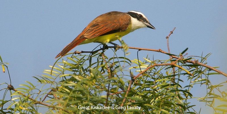 Great Kiskadee