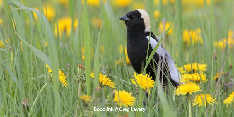 Bobolink