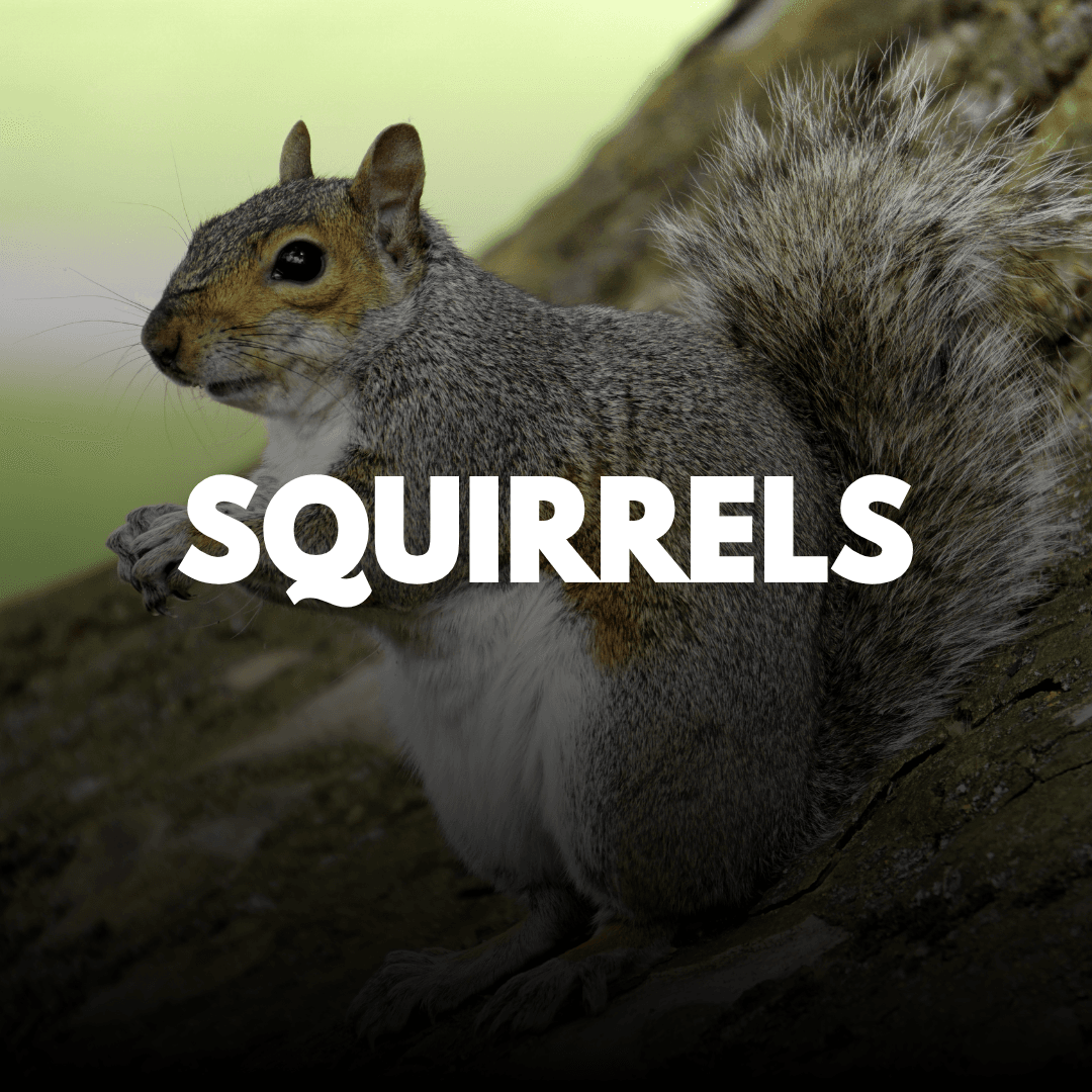 Squirrels