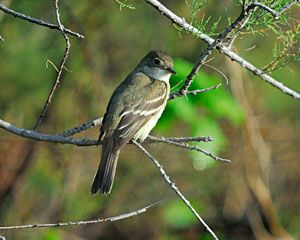 Alder Flycatcher