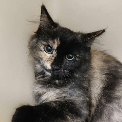 A Content Cat Relaxing