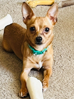 Travis - ADOPTED