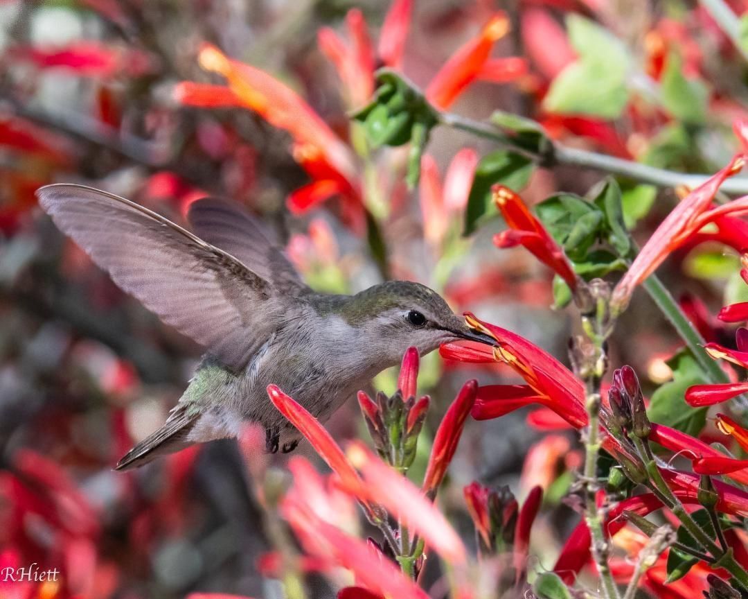 A Ruby-throated Hummingbird feeding from Cardinal Flowers