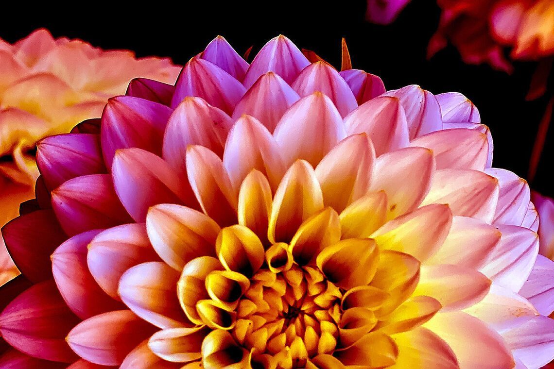 "The Garden Electric!" Philadelphia Flower Show: Monday, March 6