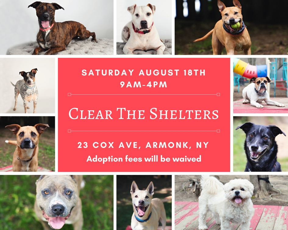 Clear The Shelters