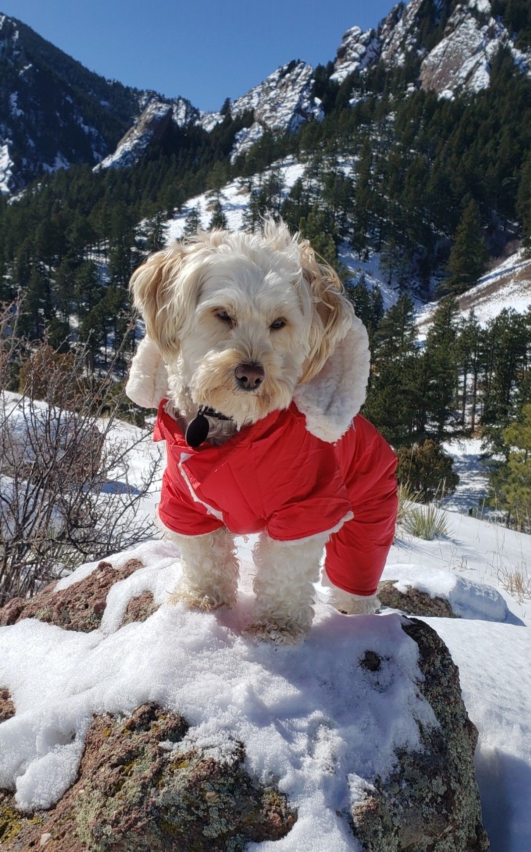 Hearing Dog Jagger