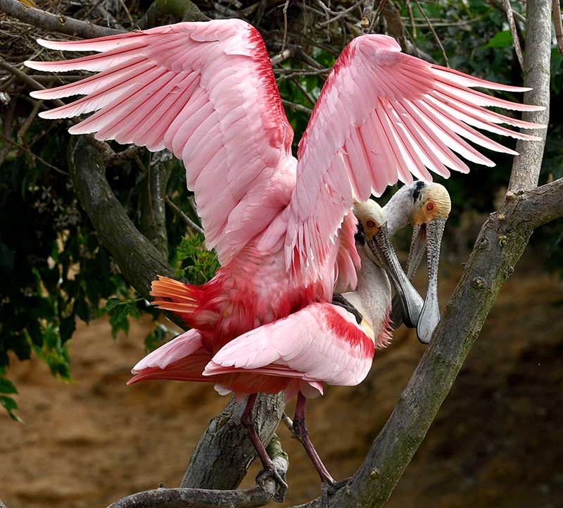 Mating Spoonbills