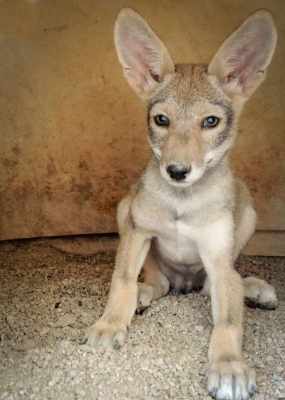 A wild coyote in front of a fence covered in vines looks directly at the camera, ears at alert.