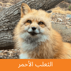 Red Fox