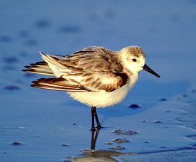 Beak of the Week: Sanderling