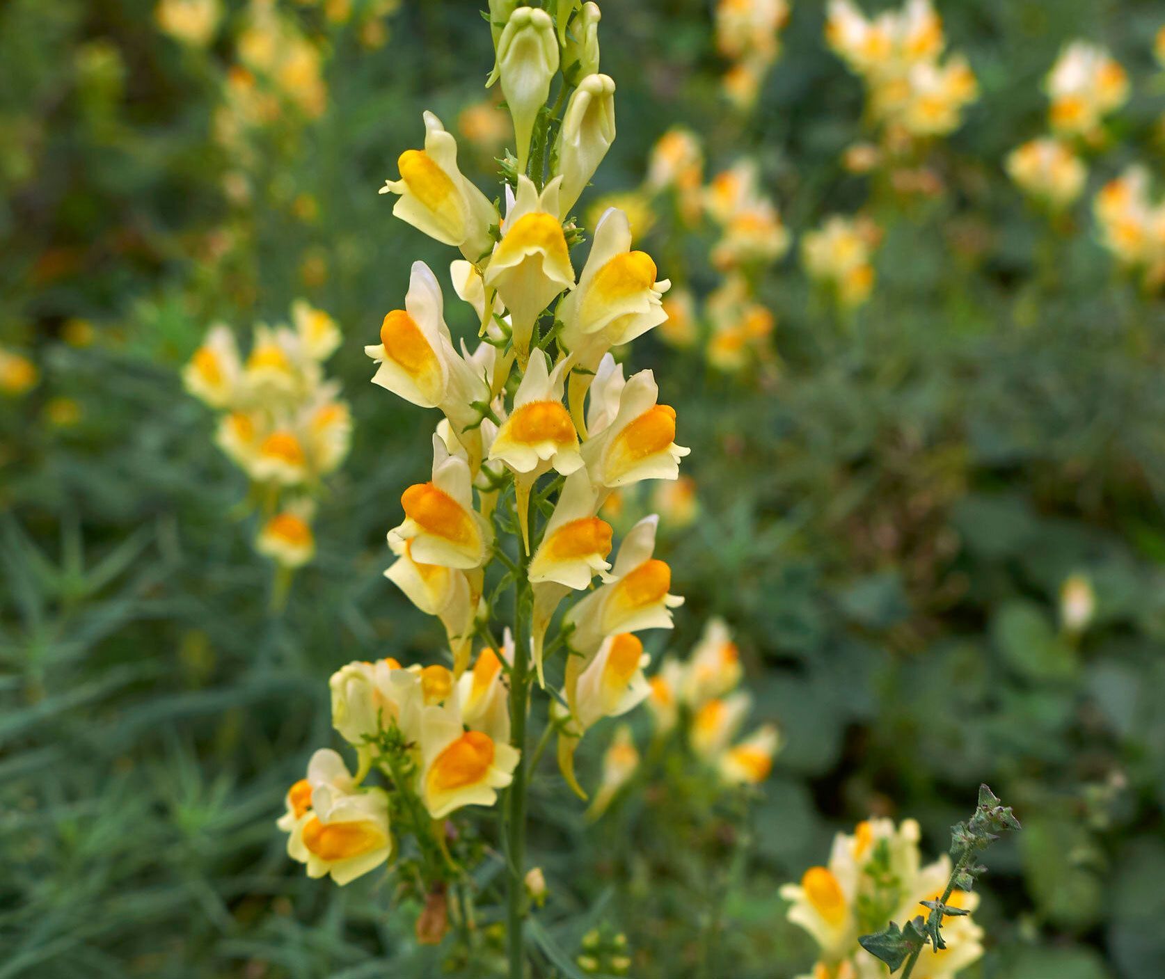 Yellow Toadflax