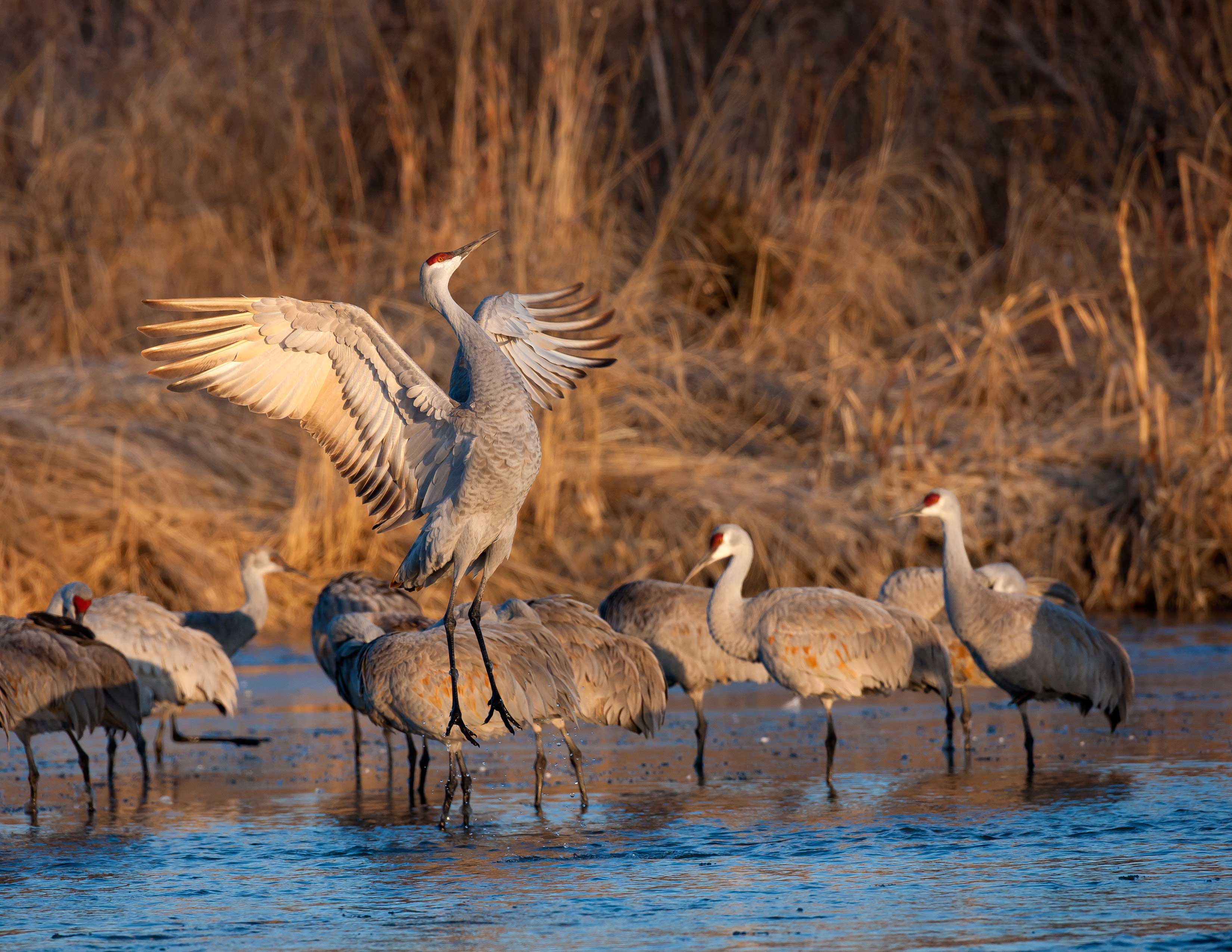 Grand Island Convention & Visitors Bureau : Cranes & Wildlife ...