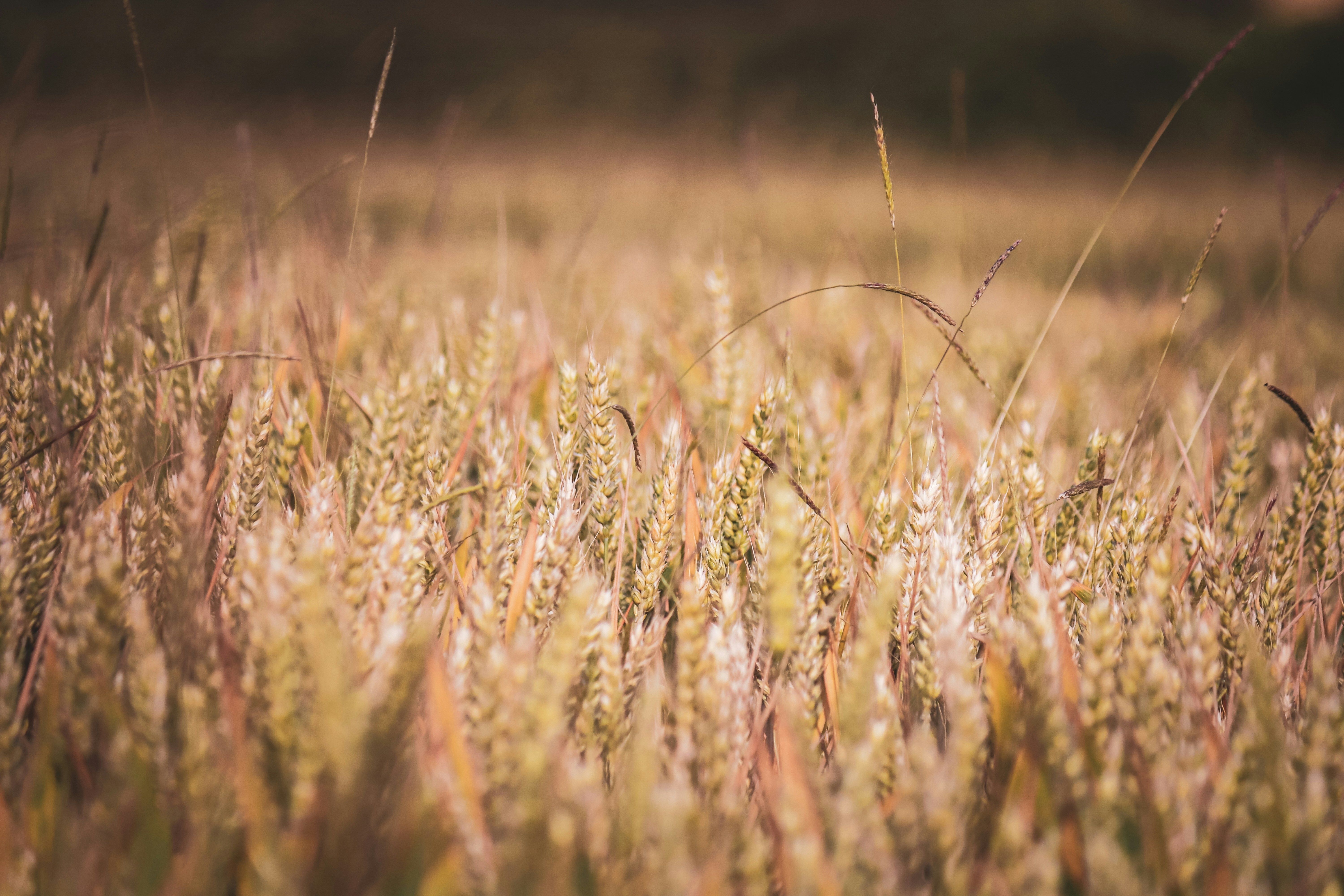 Organic grain production- Marketing, Mindset, and Weed management