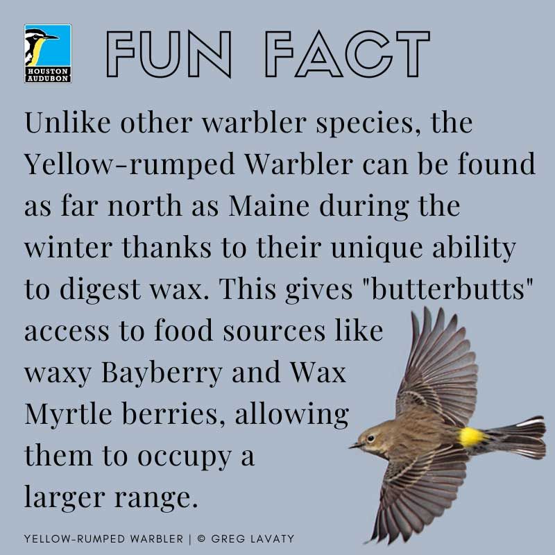 Yellow-rumped Warbler fun fact