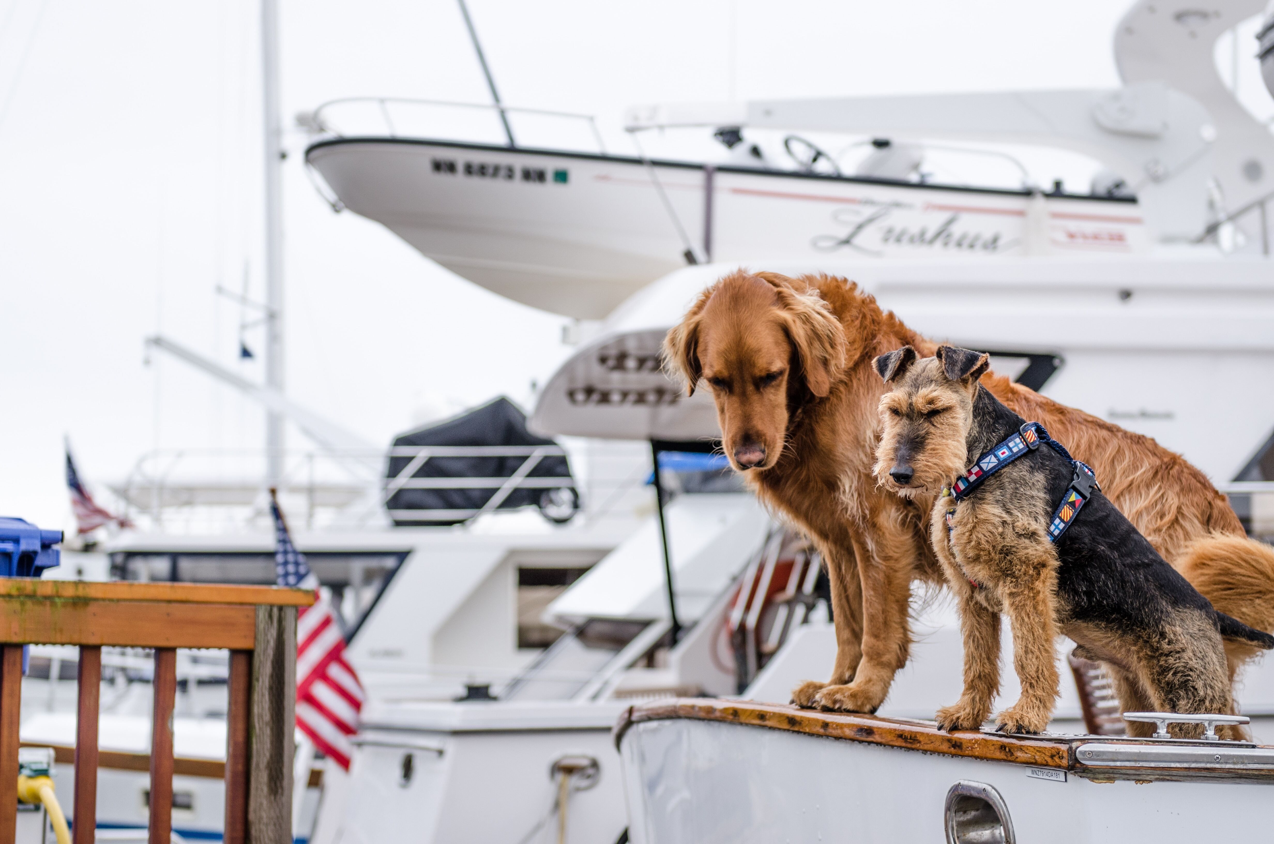 5 Tips For Keeping Your Dog Safe While Boating