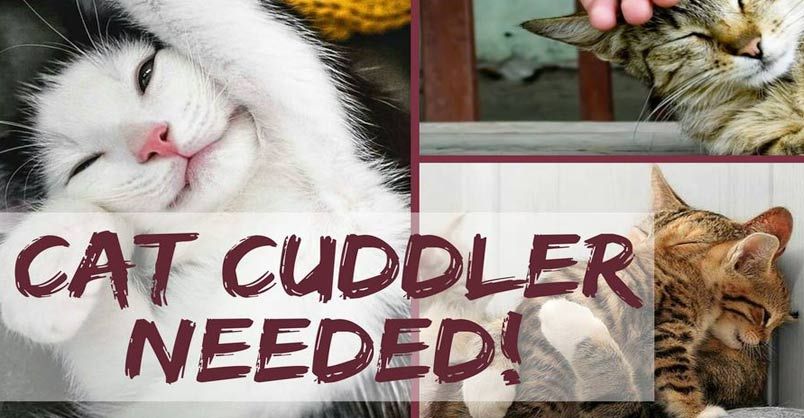 Dog Walker/Cat Cuddler/Enrichment