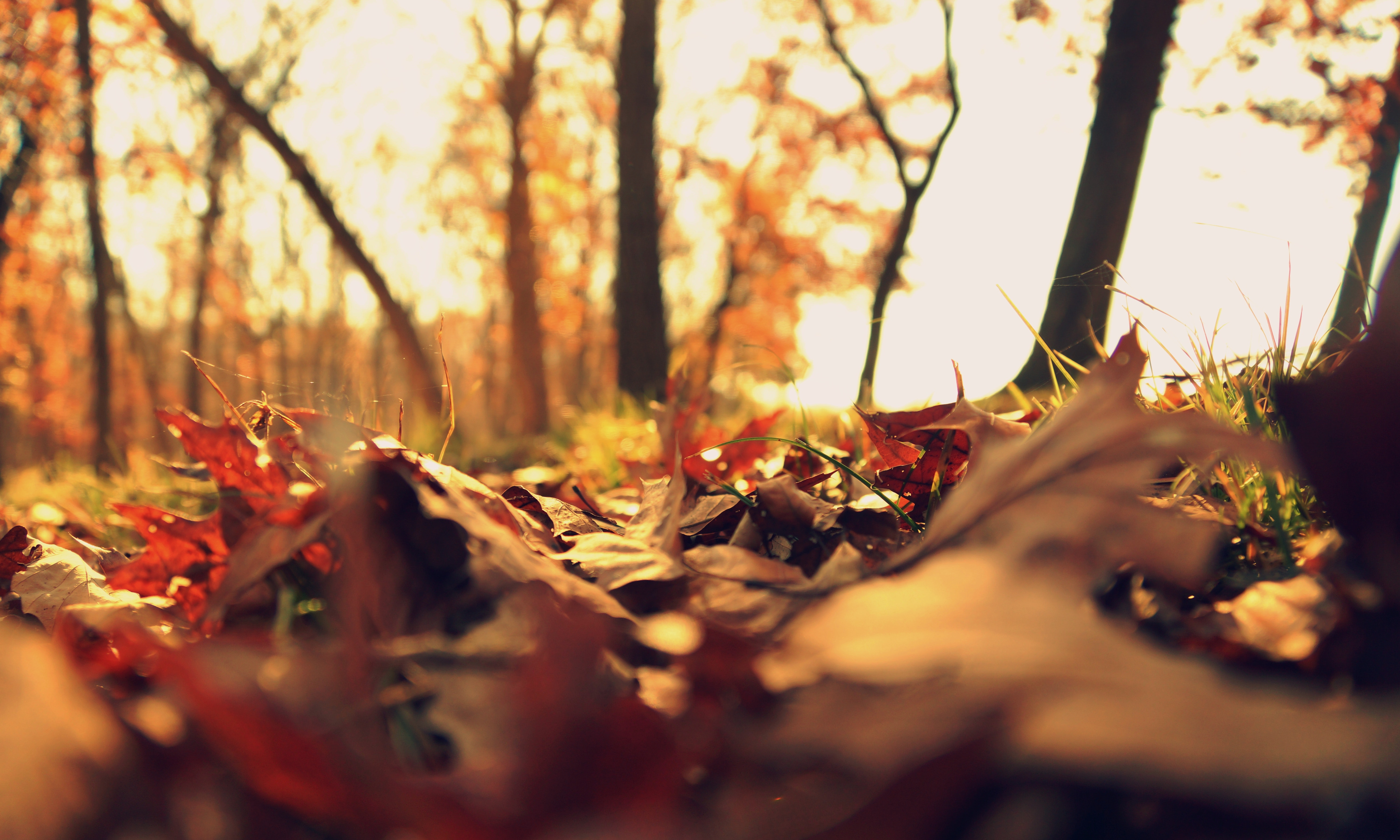 fall leaves autumn seasonal