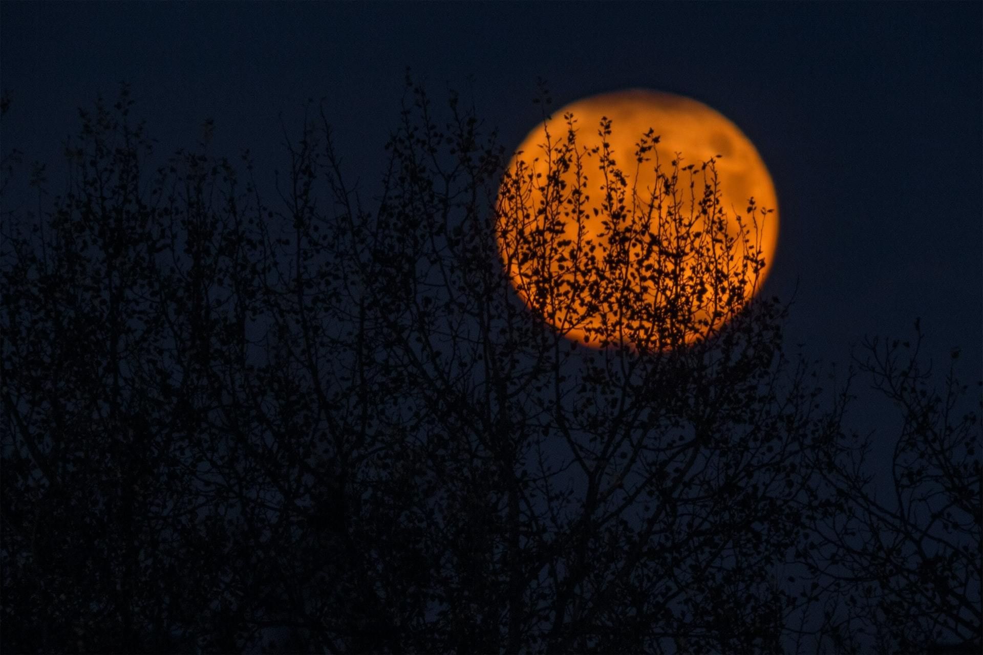 A deep dark night with an orange Halloween moon.