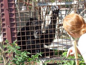 A Caregiver  interacts with Tatu through the fencing outdoors