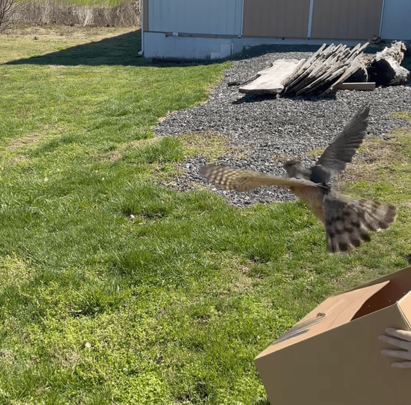 Cooper's hawk midflight after being released from cardboard box back into the wild. Owl Moon Raptor Center.