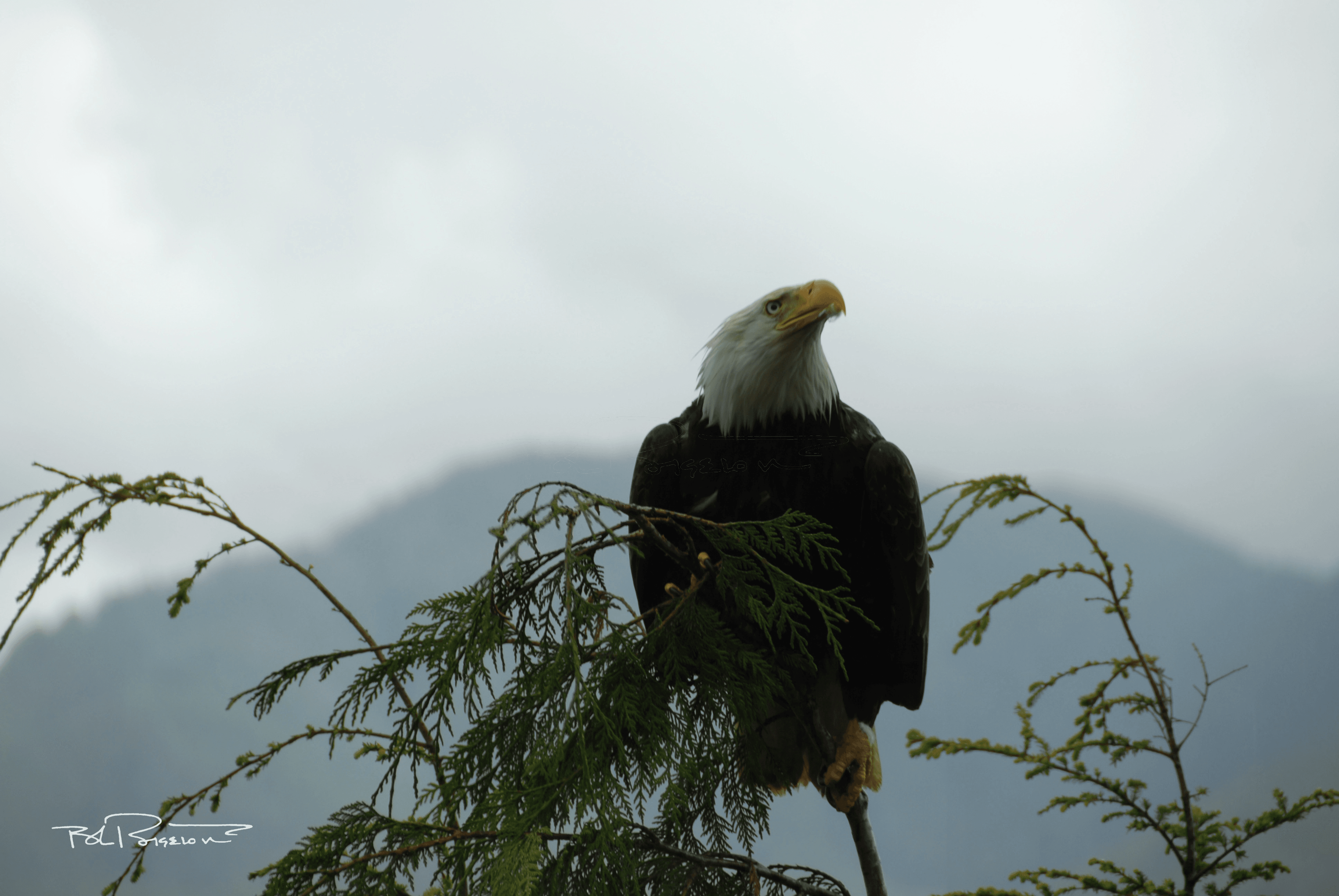 Eagle in Cedar 6