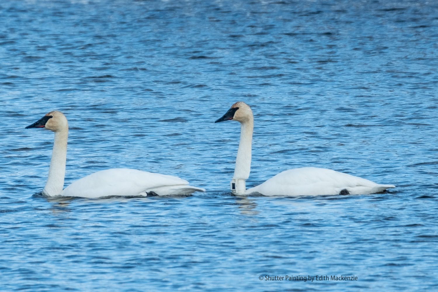 GPS/GSM swan that winters in Oregon travels in spring to Alberta