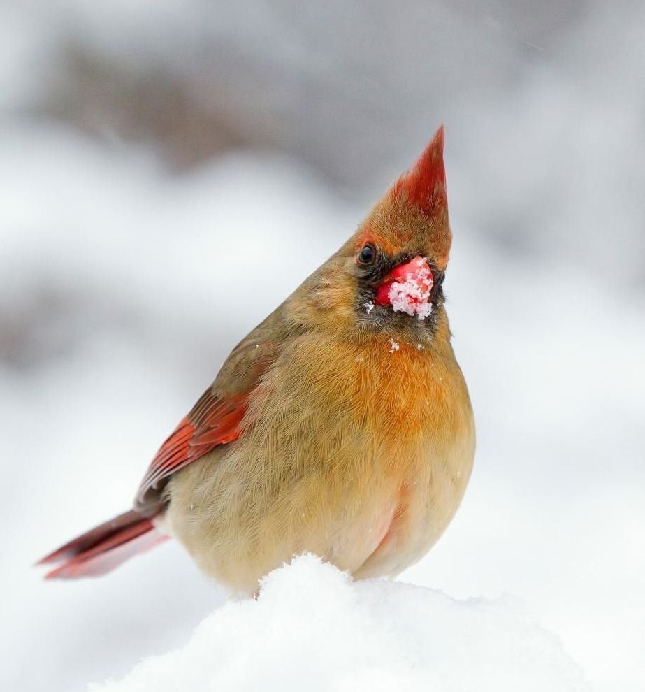 Christmas Bird Count