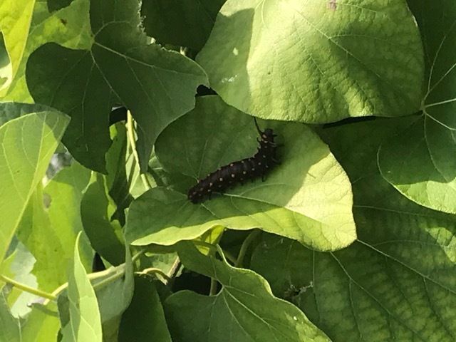 Pipevine Swallowtail caterpillars excite adults and children.