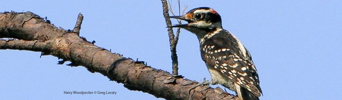 Hairy Woodpecker Bird Gallery Houston Audubon 