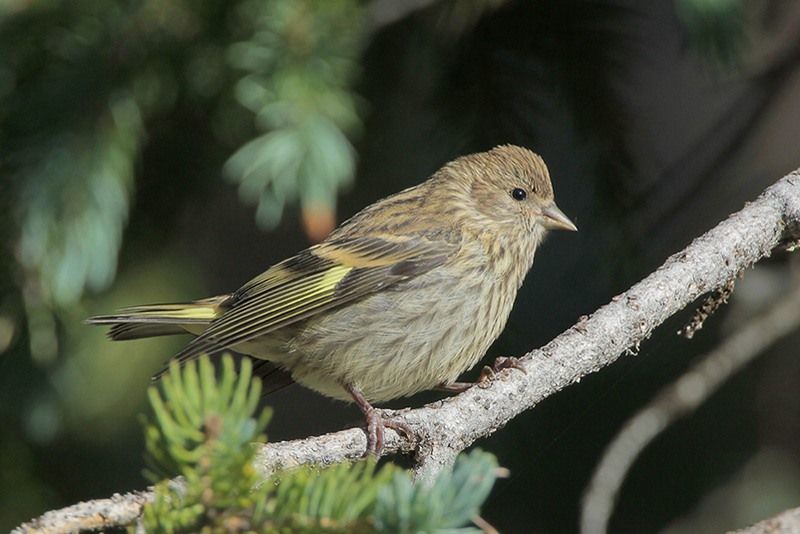 Pine Siskin