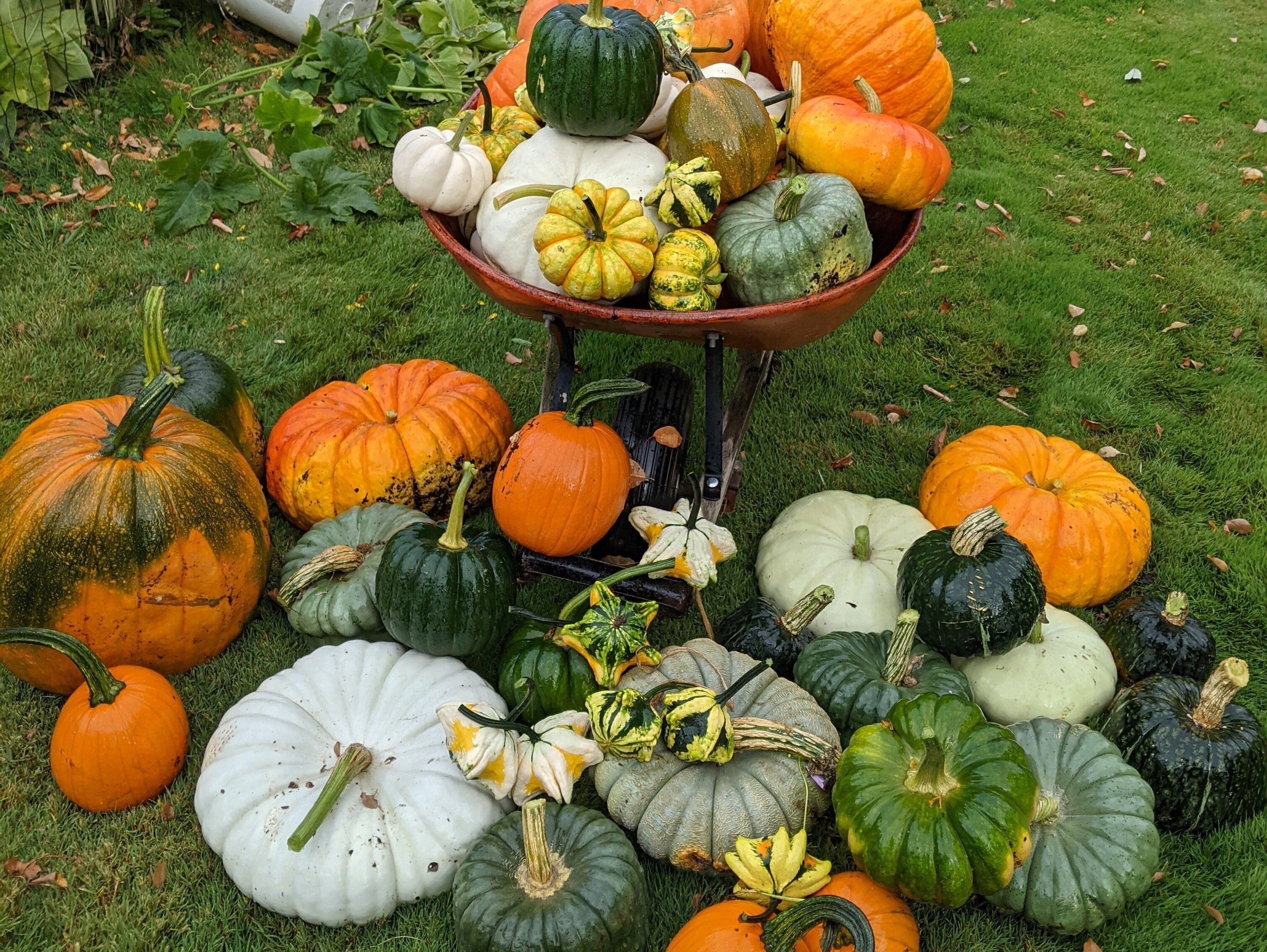 Assorted squash