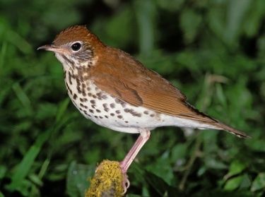 Wood Thrush