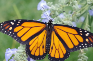 National Start Seeing Monarchs Day