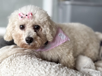 Marzipan - ADOPTED