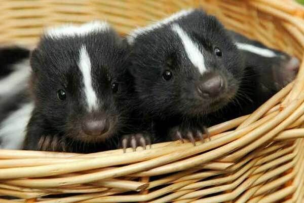 Two baby skunks in a basket