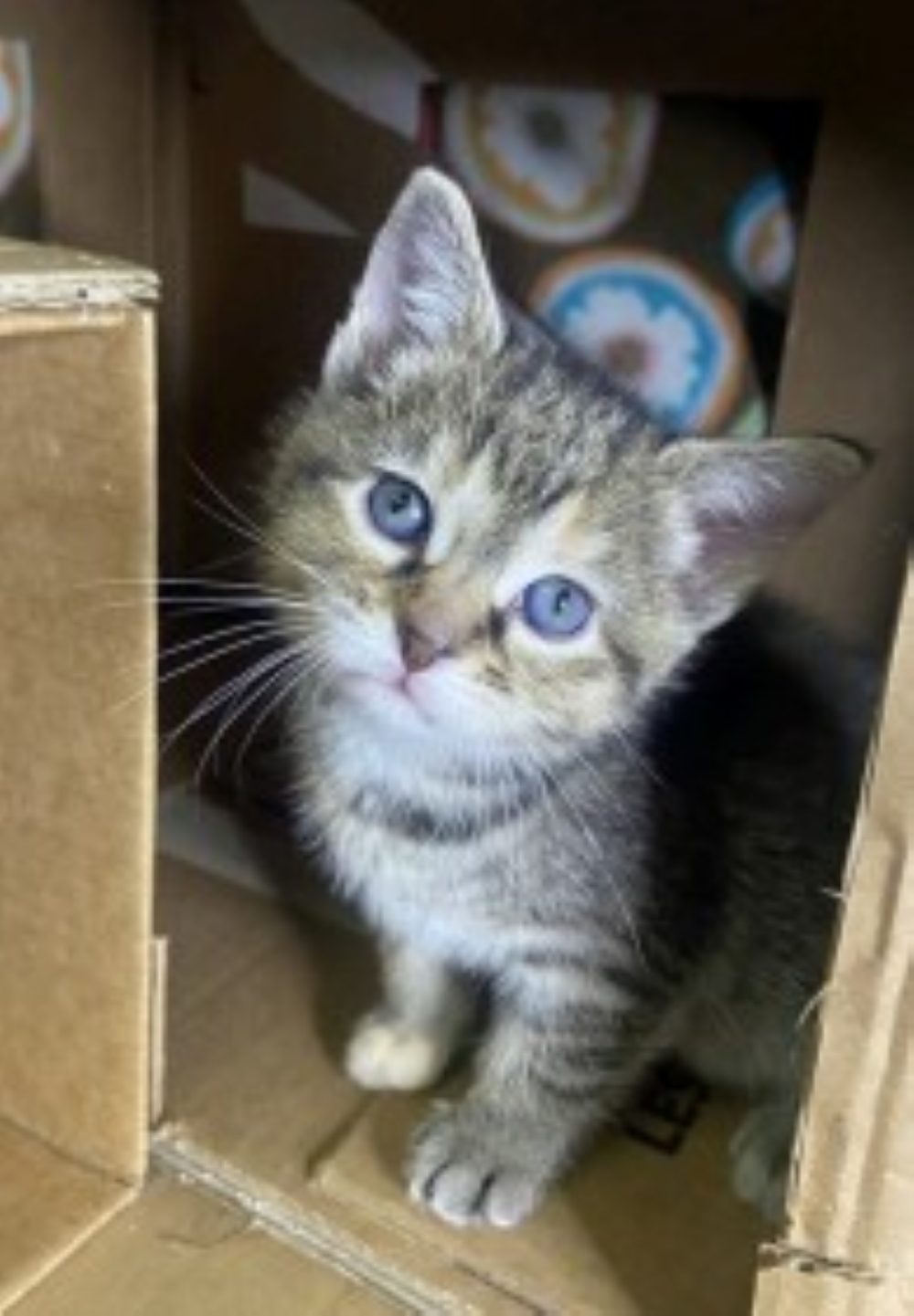 Cannoli - Adoption Pending