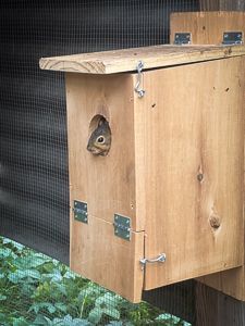 Squirrel Nesting Boxes