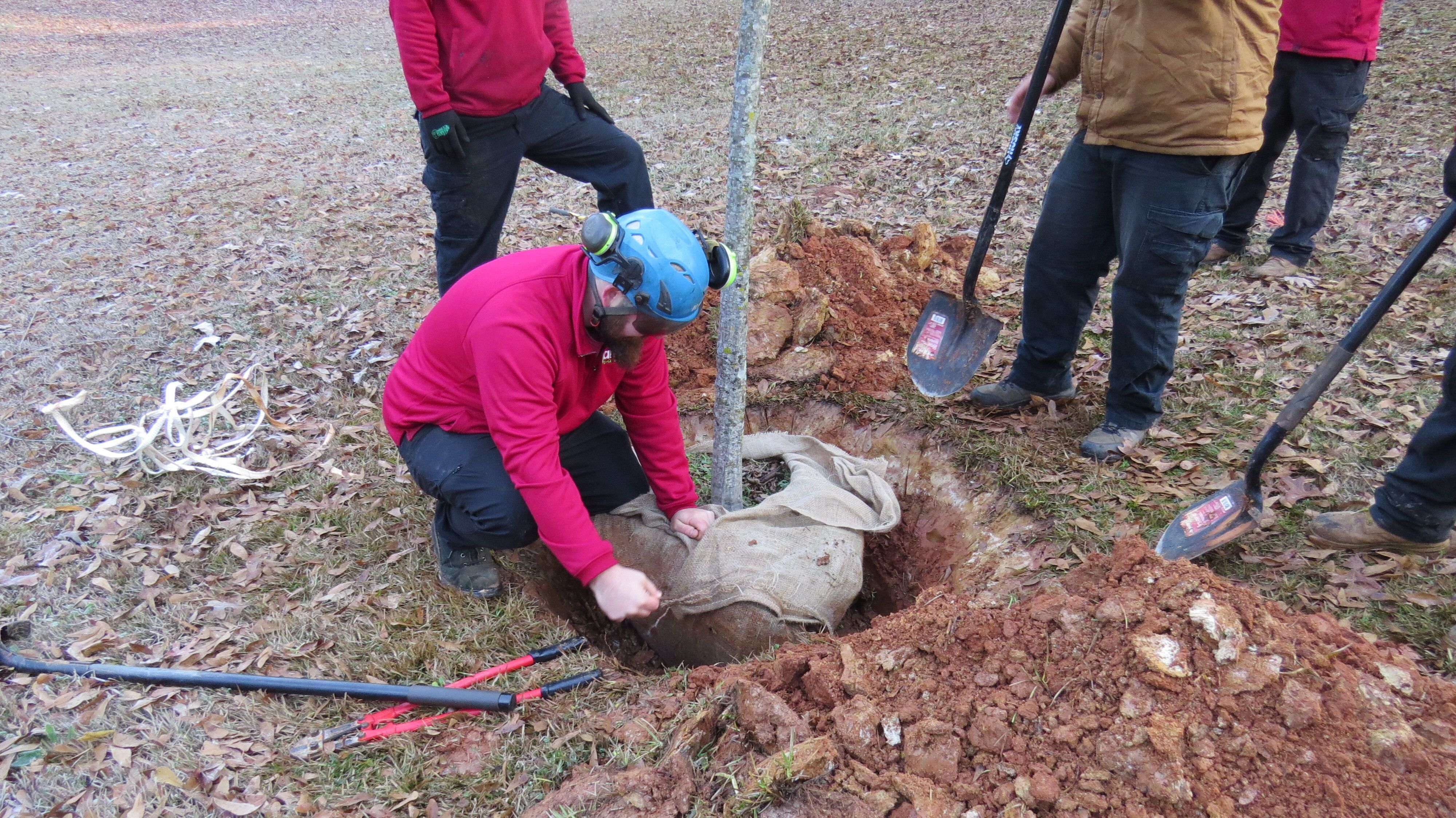 Make a Year-end Gift in Support of Georgia's trees!