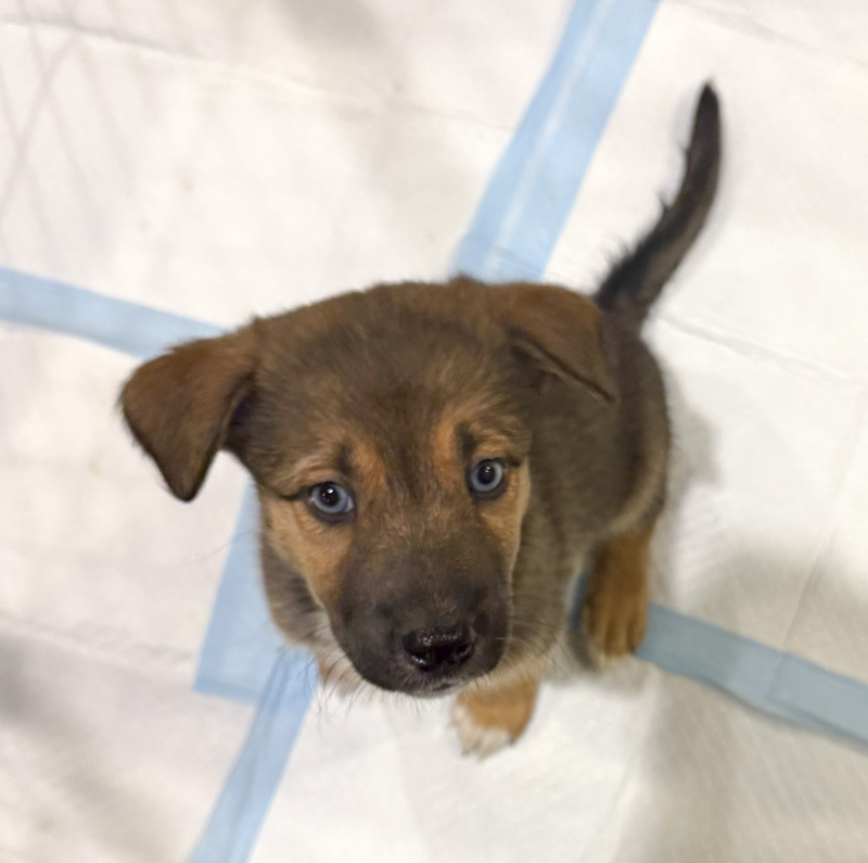 Autumn - ADOPTION PENDING